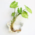 Bubbly™ Hydroponic Vases